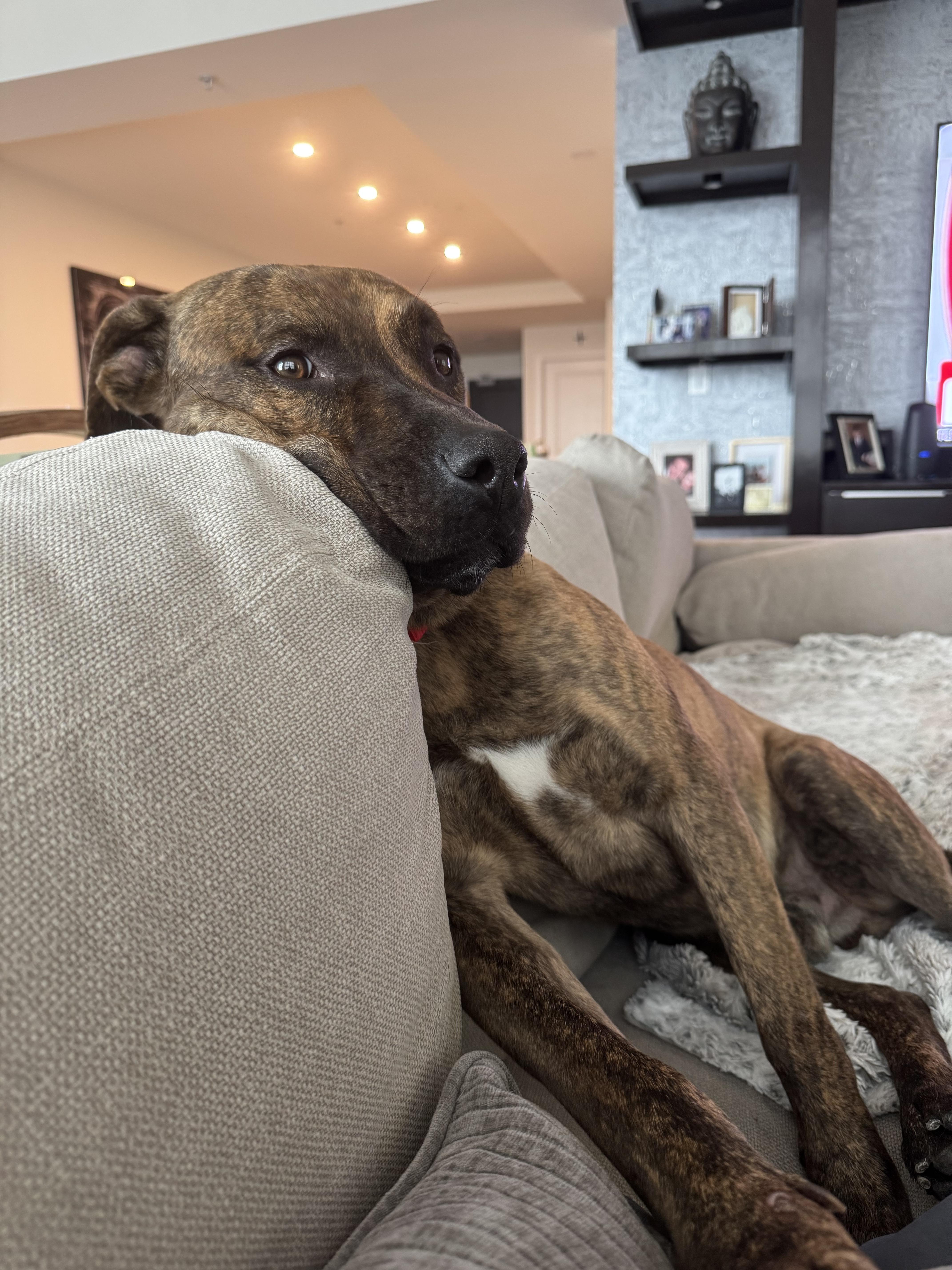 Enlarge Donner, a ADOPTABLE mixed breed in tampa, FL image 3/6