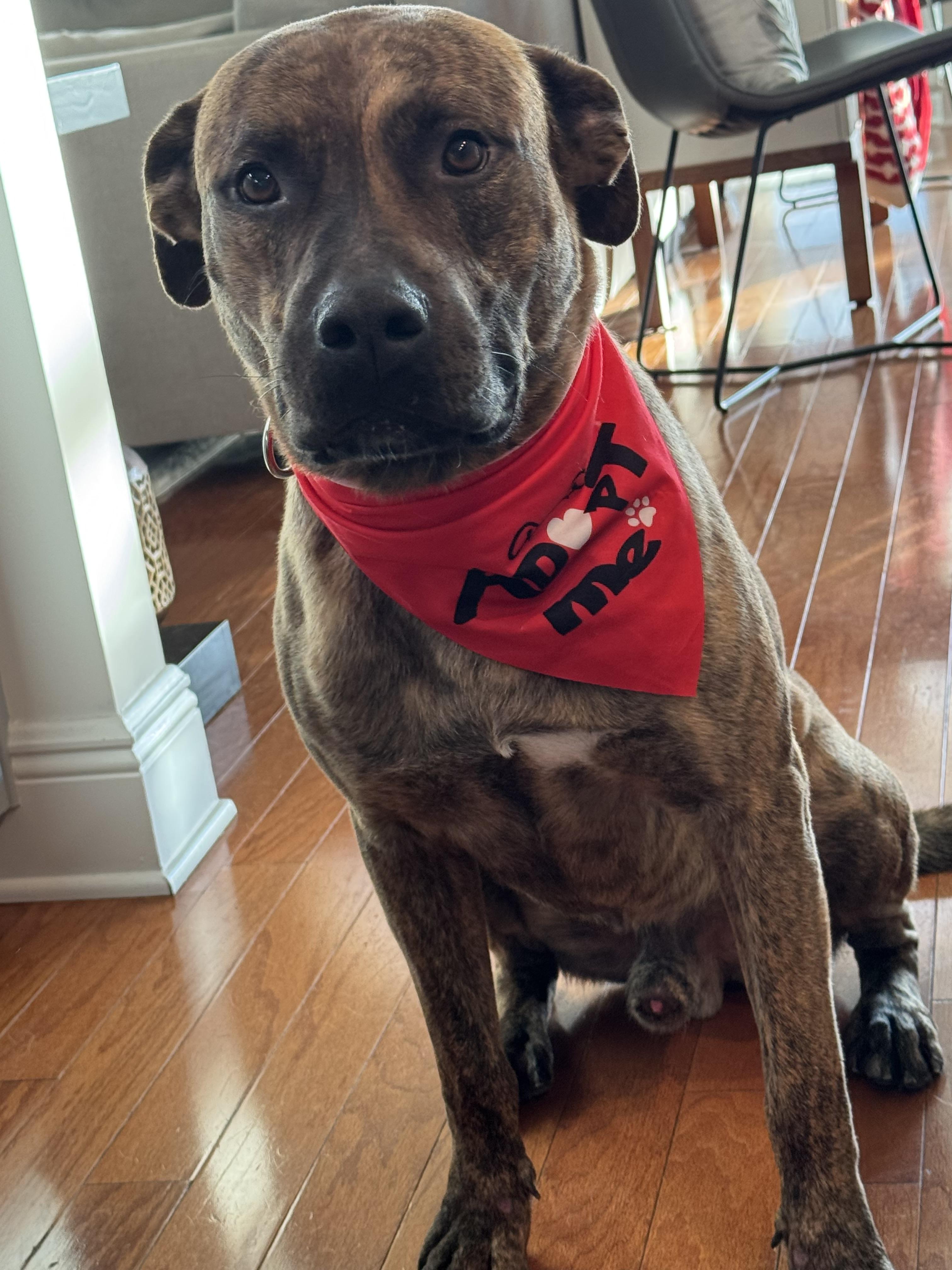 Donner, ADOPTABLE, Young Male Hound.