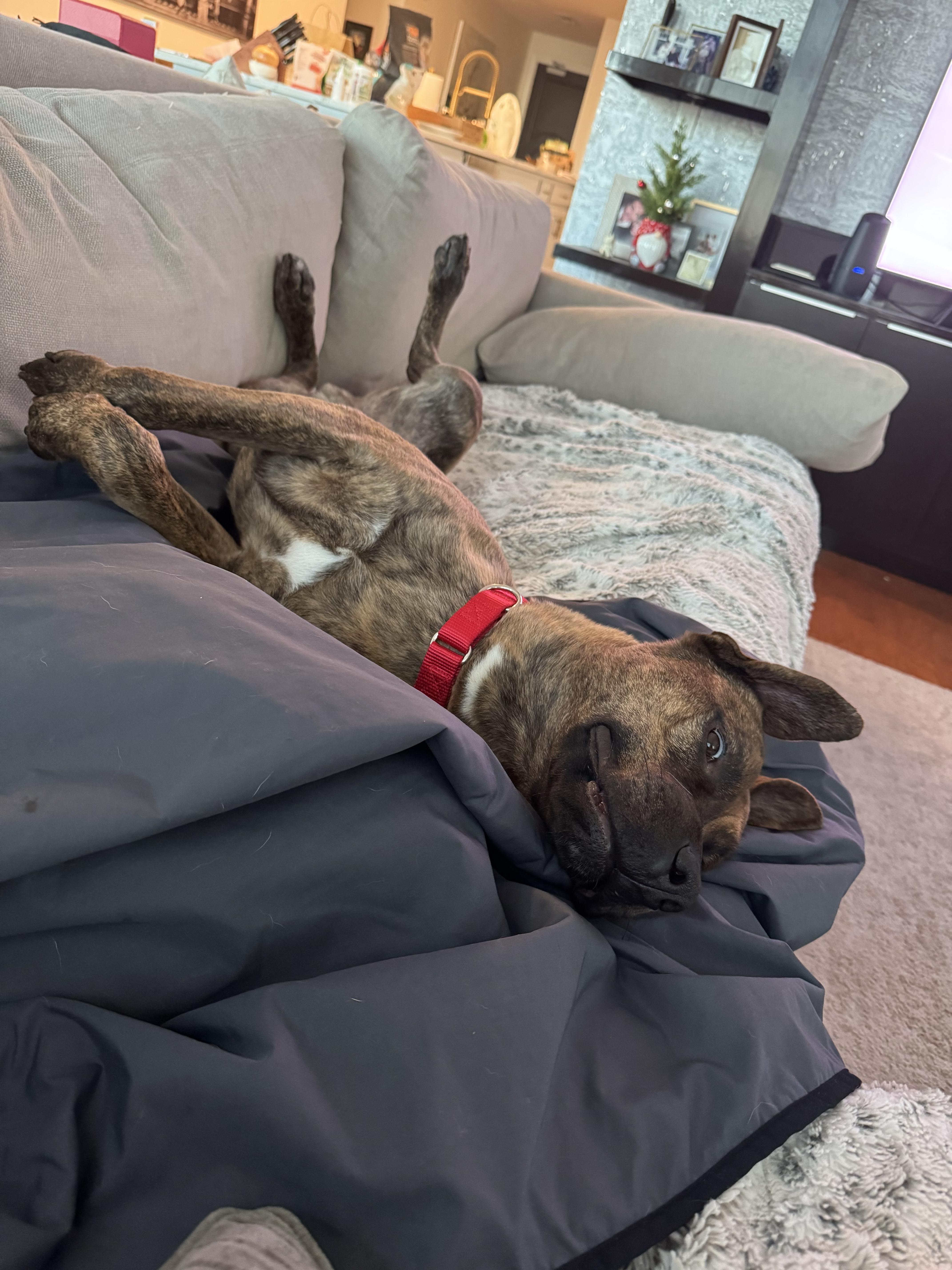 Enlarge Donner, a ADOPTABLE mixed breed in tampa, FL image 5/6