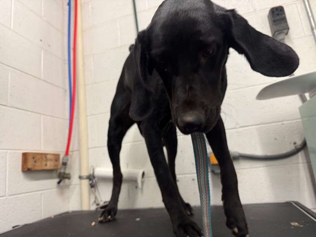 Enlarge Major-Adoptable, a Adoptable Labrador Retriever in Chickamauga , GA image 1/3