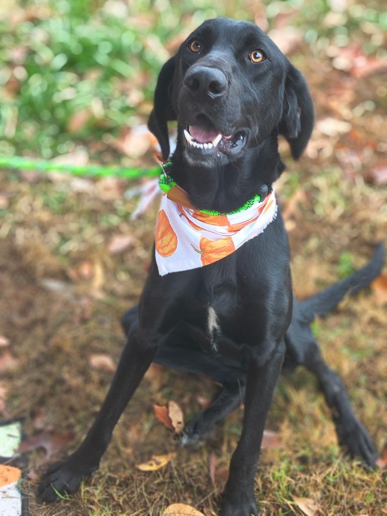 Enlarge Major-Adoptable, a Adoptable Labrador Retriever in Chickamauga , GA image 3/3