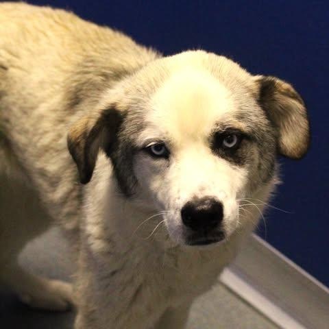 26-00928, ADOPTABLE, Adult Male Border Collie.