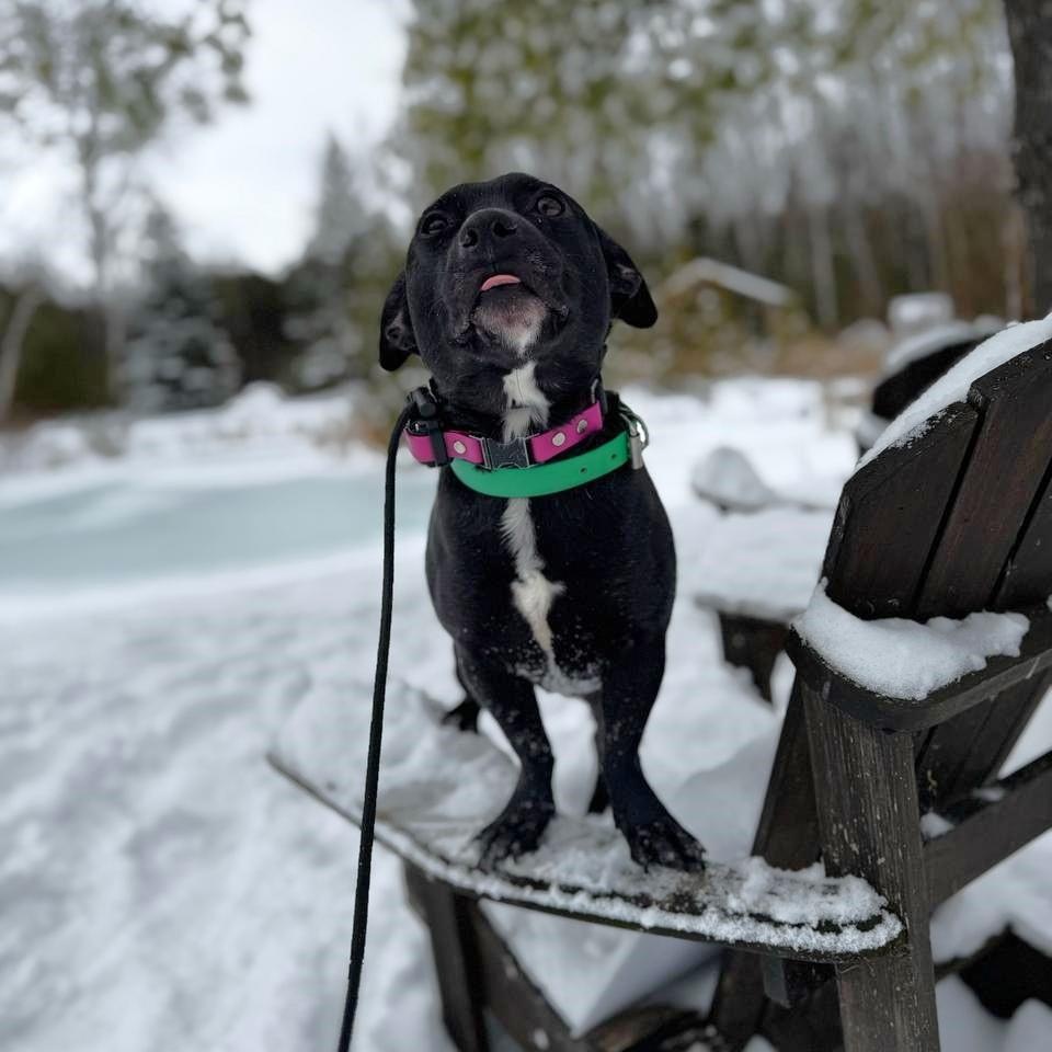 Enlarge Darwin, a Adoptable Mixed Breed in Keswick, ON image 4/6