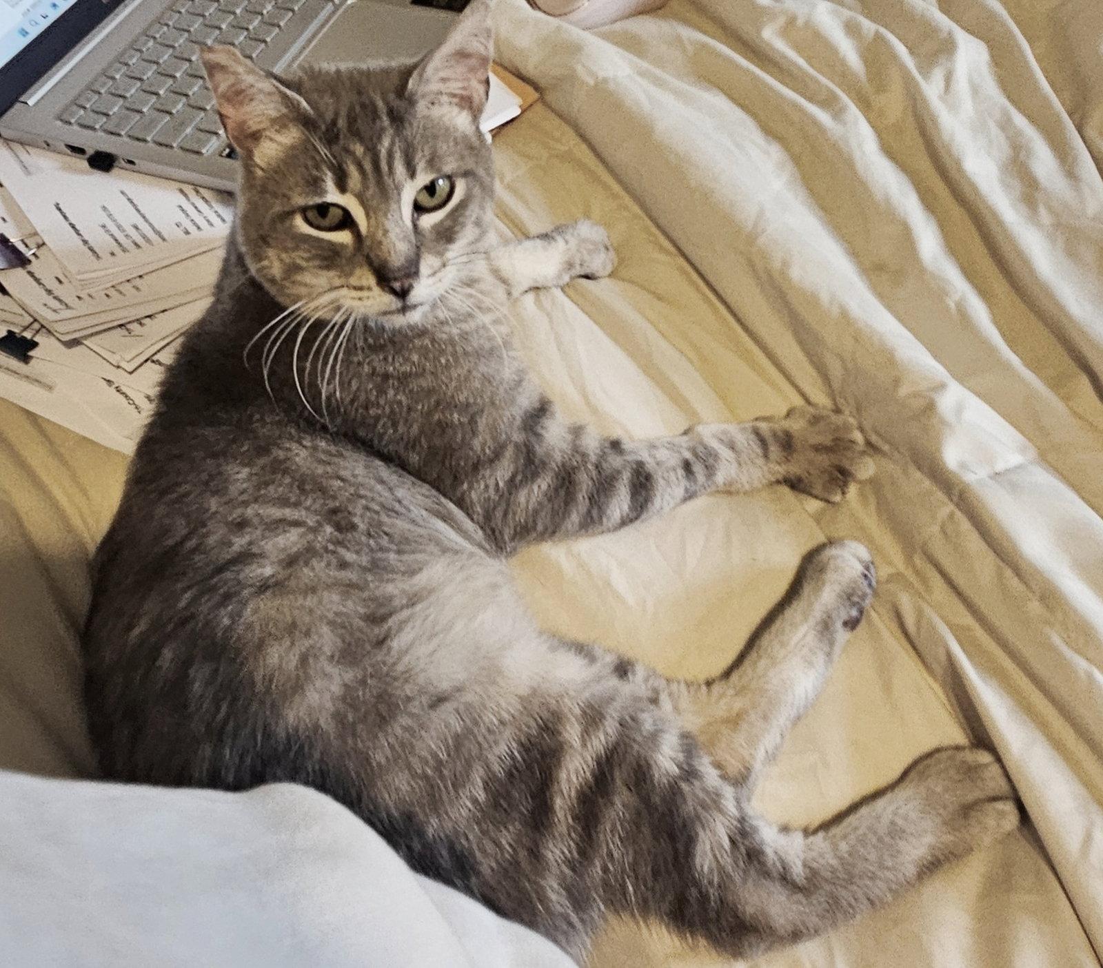 Enlarge PAULY #2015 - Offered by Owner - Sweet FIV+, a Adopted mixed breed in Hillsboro, OR image 1/3