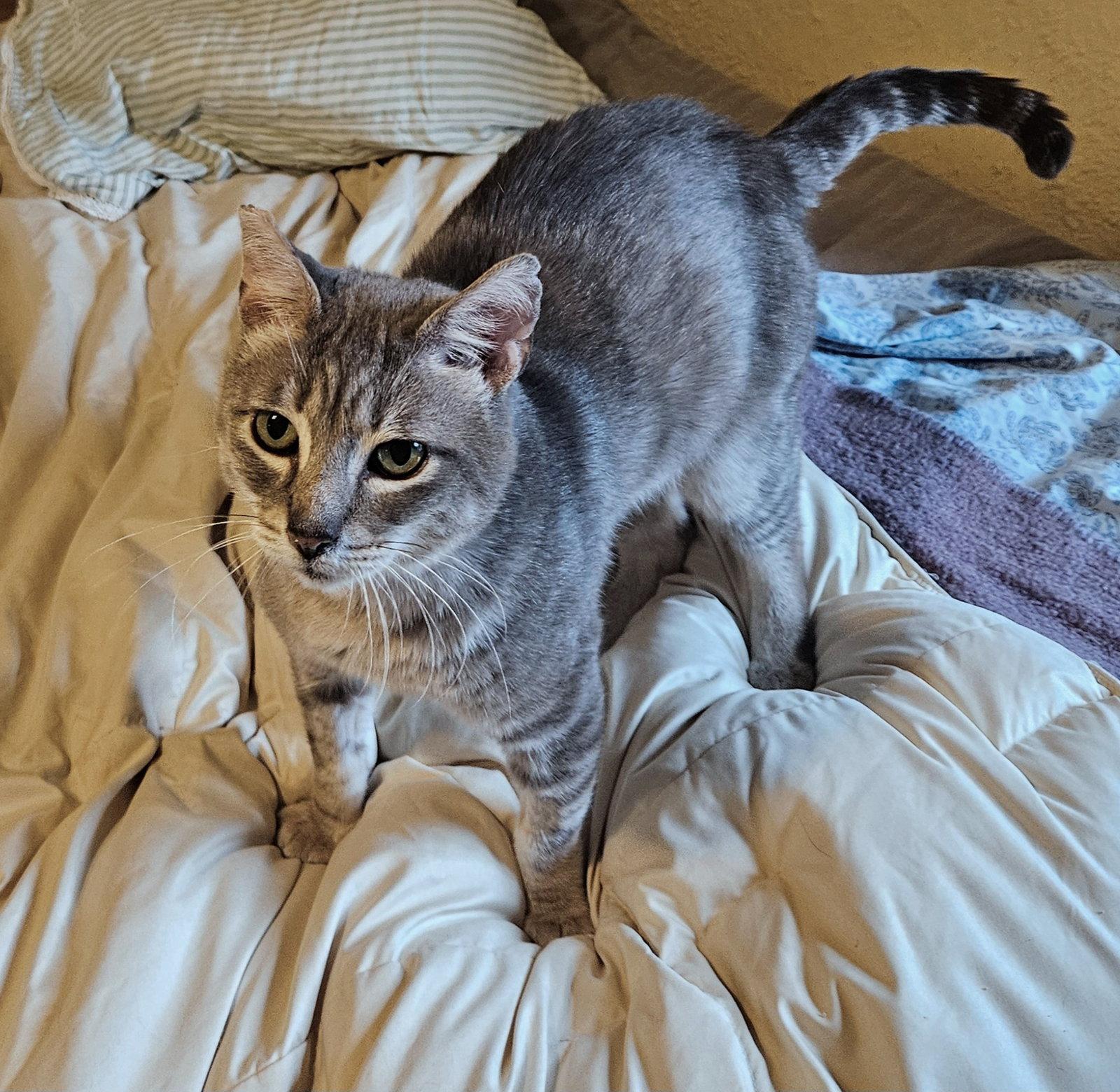 Enlarge PAULY #2015 - Offered by Owner - Sweet FIV+, a Adopted mixed breed in Hillsboro, OR image 2/3