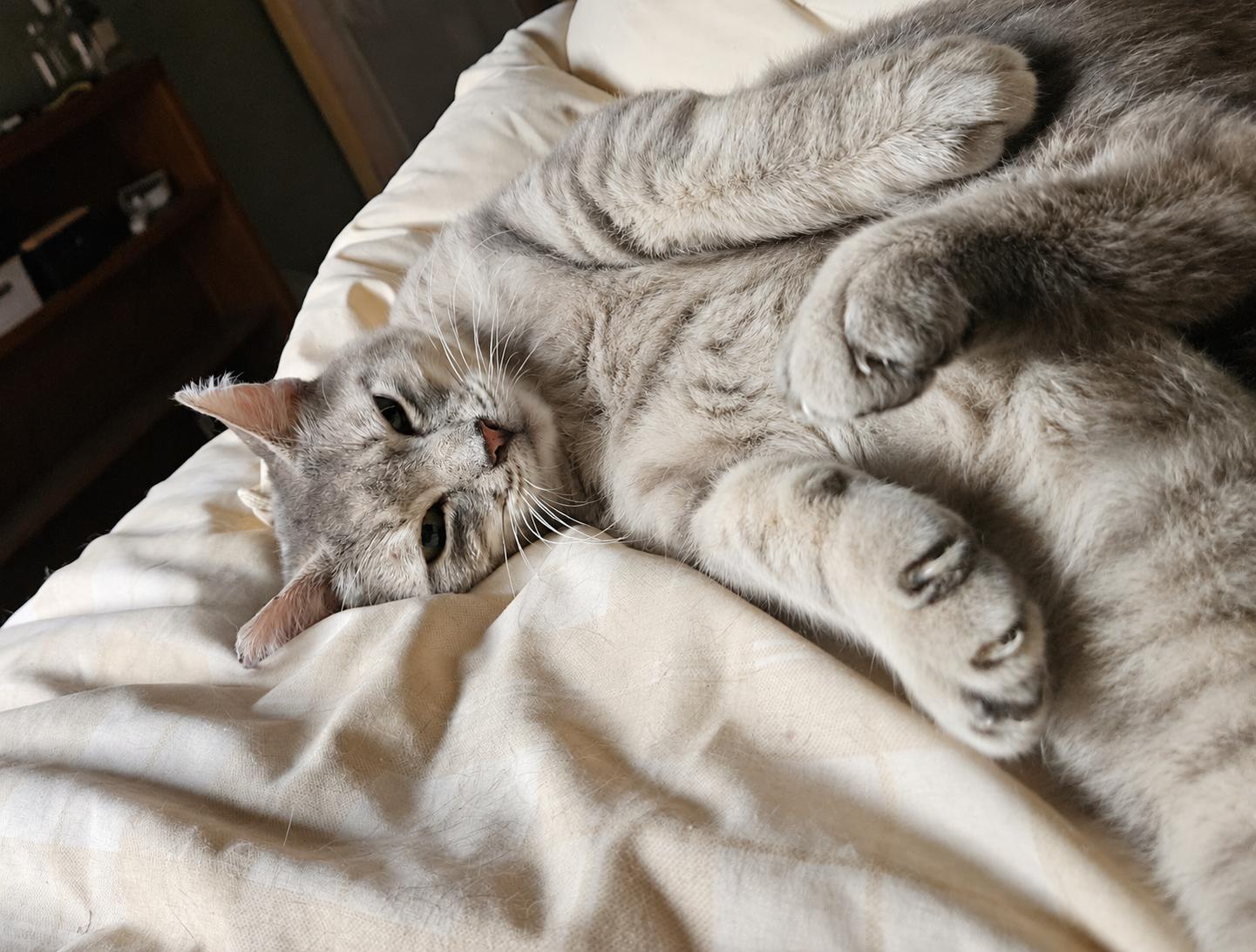 Enlarge PAULY #2015 - Offered by Owner - Sweet FIV+, a Adopted mixed breed in Hillsboro, OR image 3/3