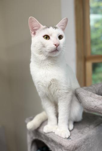 Bobby, a Adoptable mixed breed in St. Johnsbury, VT image 1/3