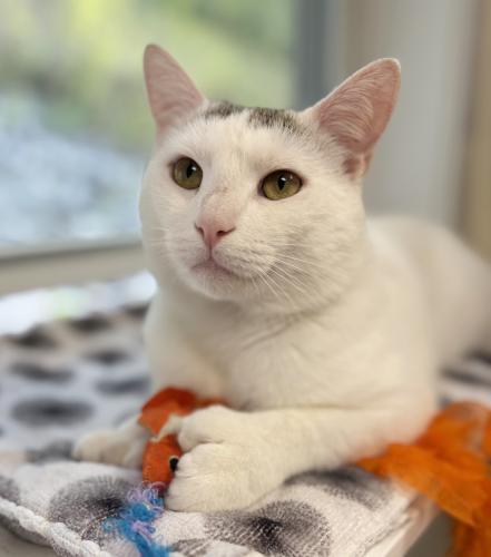 Bobby, a Adoptable mixed breed in St. Johnsbury, VT image 2/3