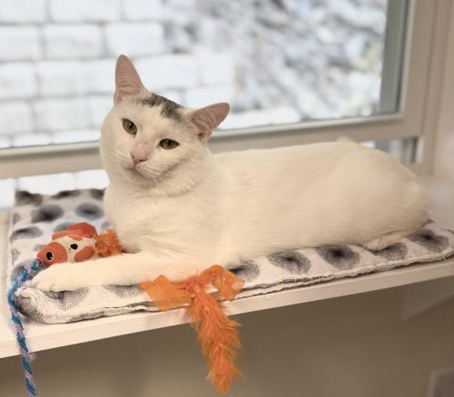 Bobby, a Adoptable mixed breed in St. Johnsbury, VT image 3/3