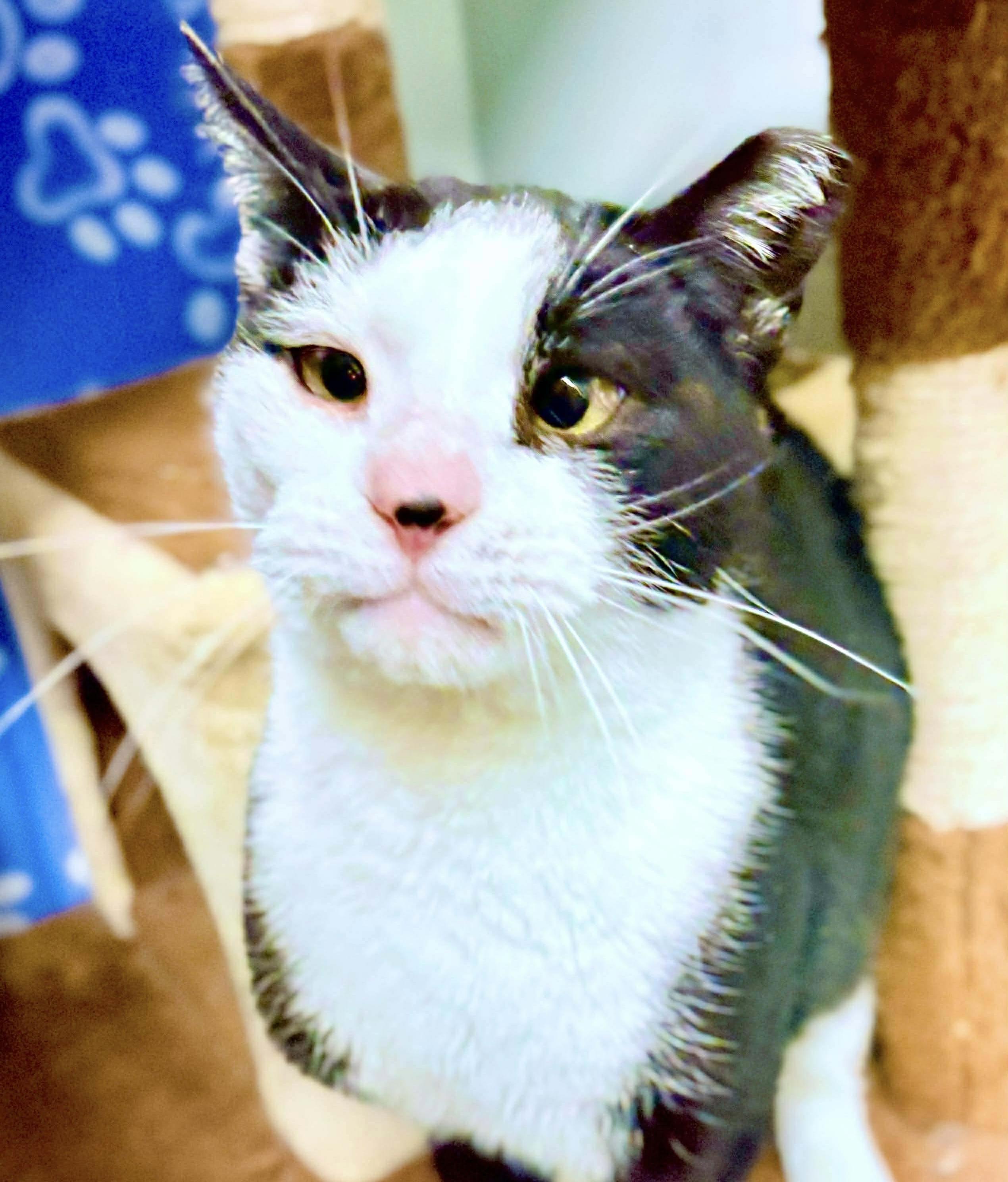Specter, a Adoptable Tuxedo in Philadelphia, PA image 4/6