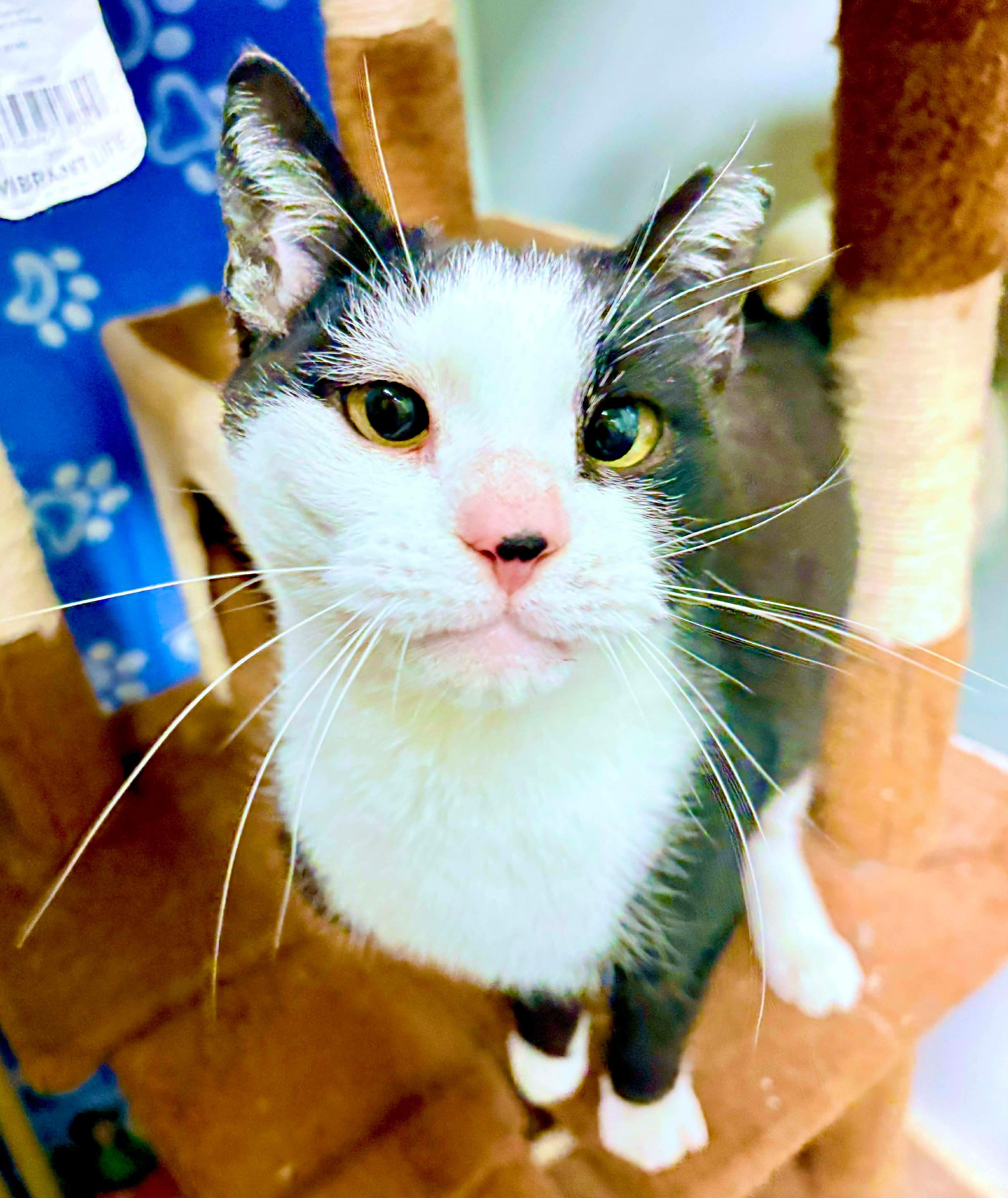 Specter, a Adoptable Tuxedo in Philadelphia, PA image 3/6