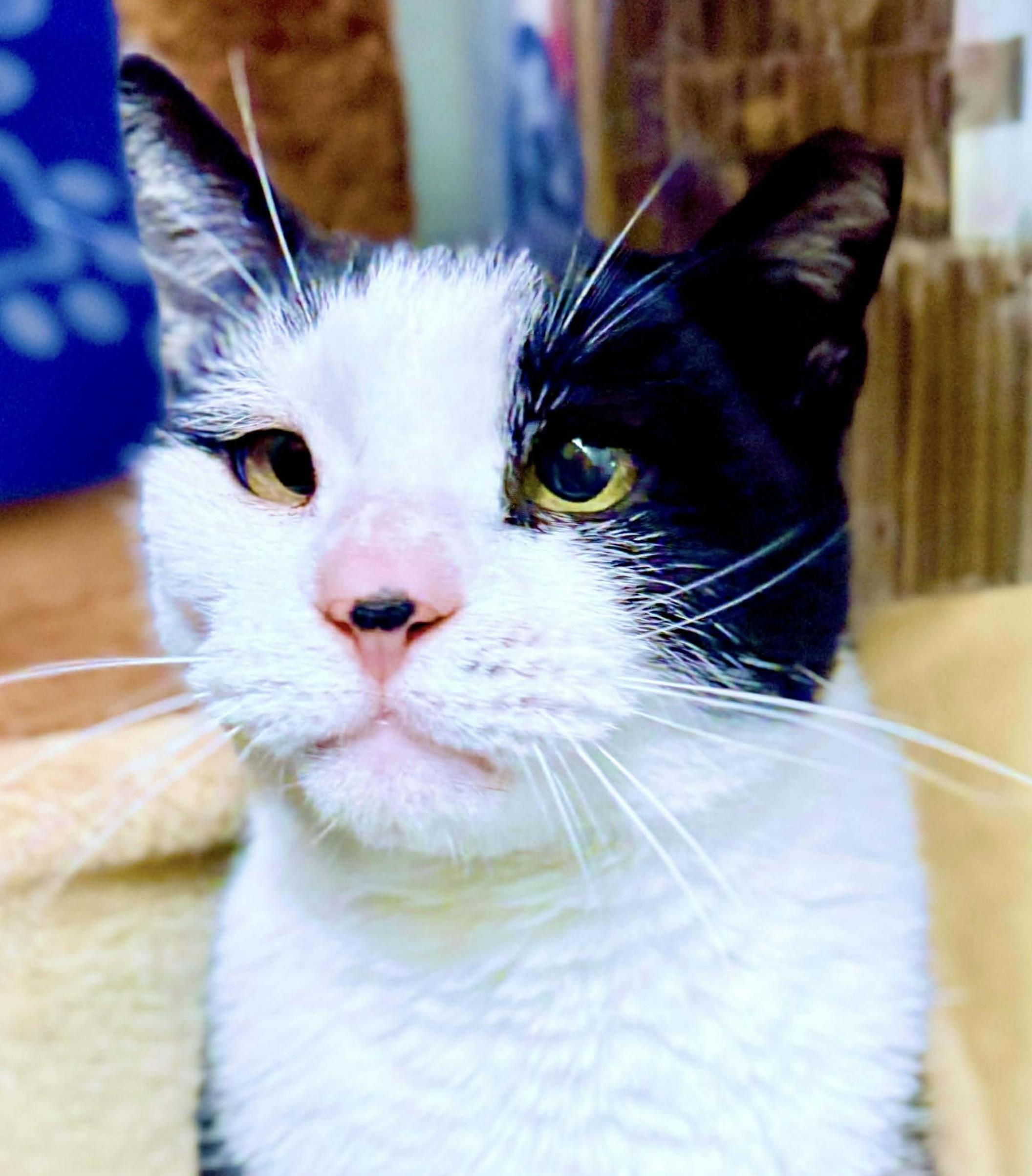 Specter, a Adoptable Tuxedo in Philadelphia, PA image 1/6
