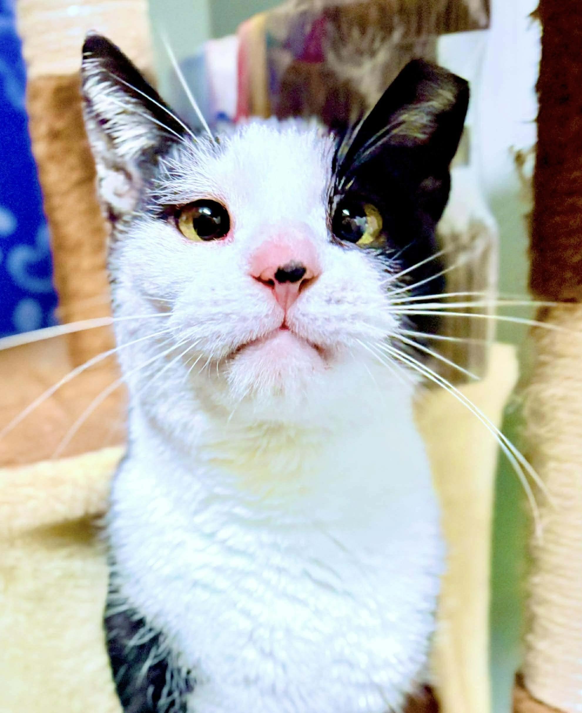 Specter, a Adoptable Tuxedo in Philadelphia, PA image 5/6