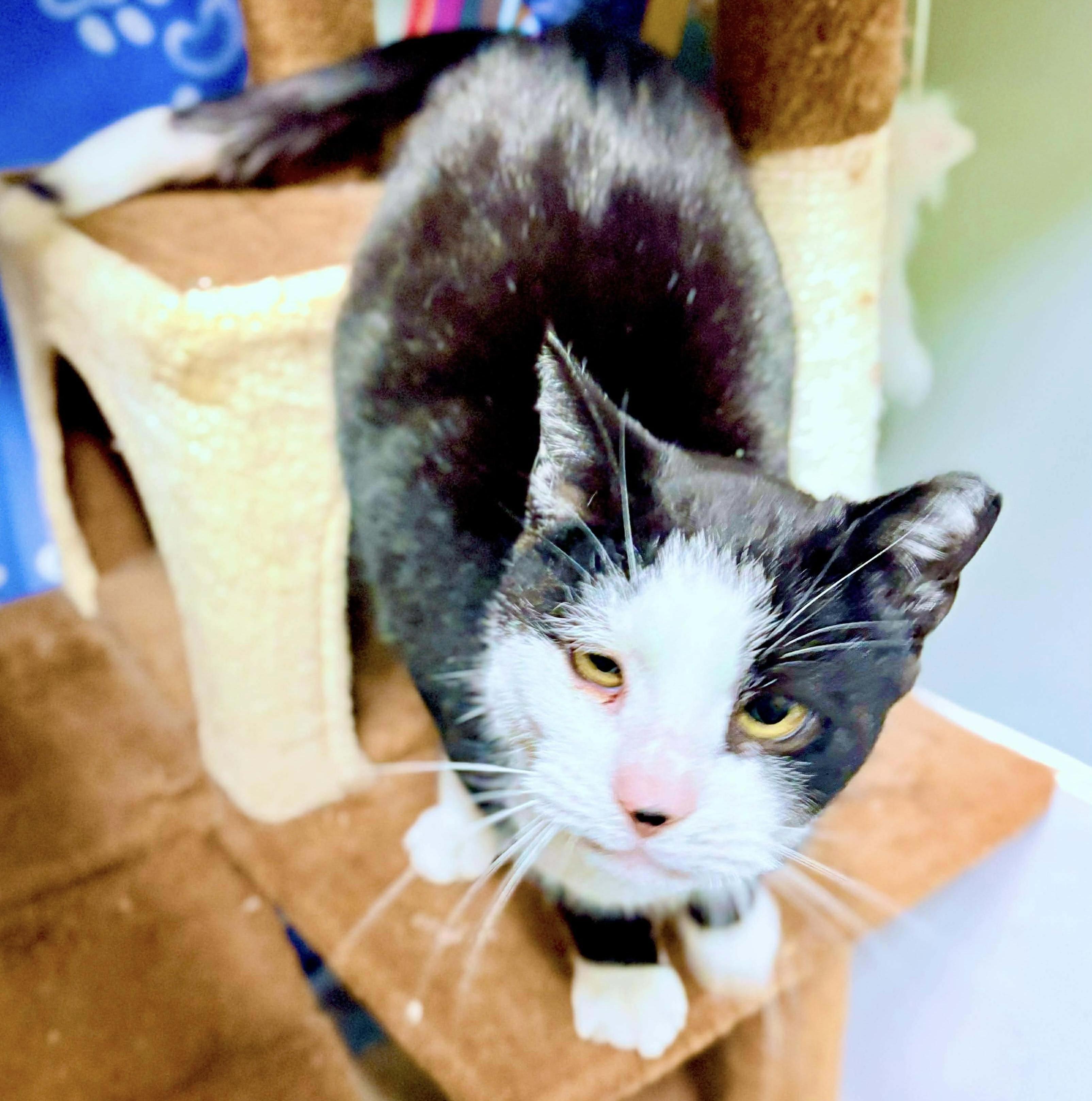 Specter, a Adoptable Tuxedo in Philadelphia, PA image 6/6