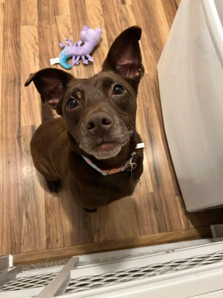 Enlarge Joelie , a ADOPTABLE mixed breed in East Peoria, IL image 5/5