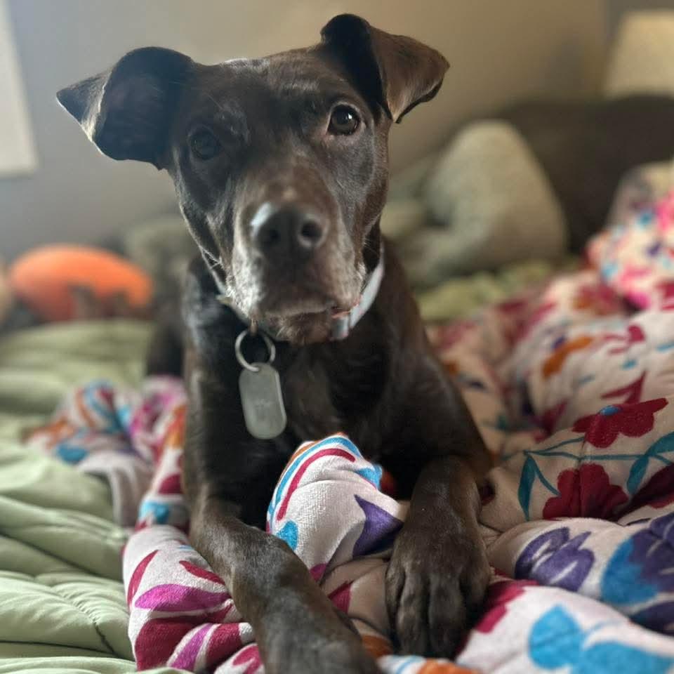 Enlarge Joelie , a ADOPTABLE mixed breed in East Peoria, IL image 2/5