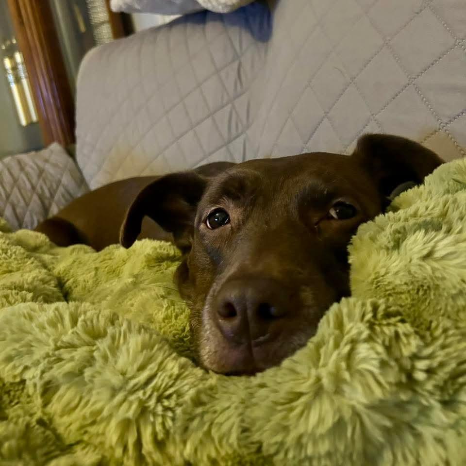 Enlarge Joelie , a ADOPTABLE mixed breed in East Peoria, IL image 4/5