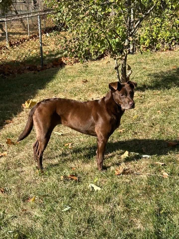 Enlarge Joelie , a ADOPTABLE mixed breed in East Peoria, IL image 3/5