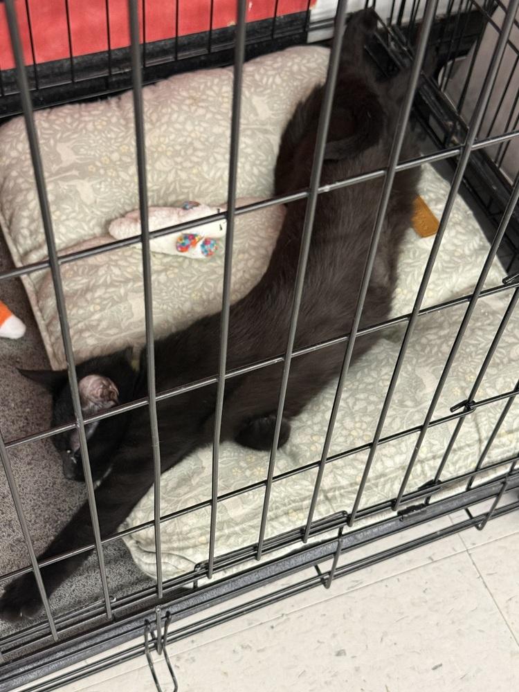Toaster, Adoptable, Kitten Female Domestic Short Hair.