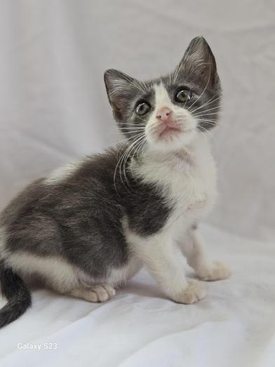 Gremlin, a Adoptable Domestic Short Hair in Salt Lake City, UT image 4/6