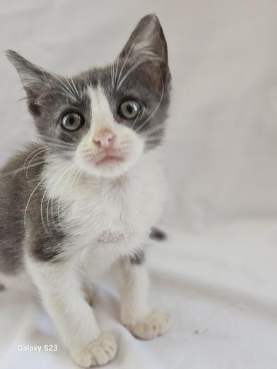 Gremlin, a Adoptable Domestic Short Hair in Salt Lake City, UT image 2/6