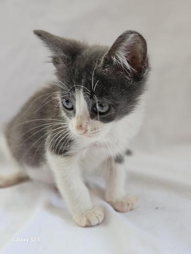 Gremlin, a Adoptable Domestic Short Hair in Salt Lake City, UT image 1/6