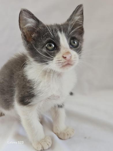 Gremlin, a Adoptable Domestic Short Hair in Salt Lake City, UT image 3/6