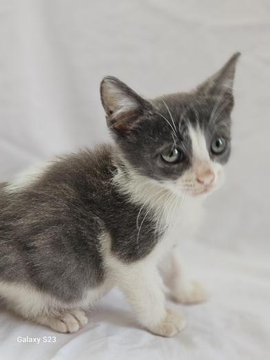Gremlin, a Adoptable Domestic Short Hair in Salt Lake City, UT image 5/6