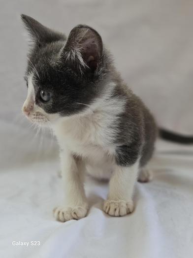 Gremlin, a Adoptable Domestic Short Hair in Salt Lake City, UT image 6/6