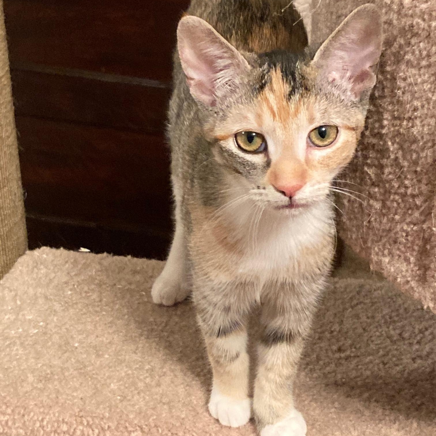 Enlarge FIREFLY, a Adoptable mixed breed in Watkinsville, GA image 3/3
