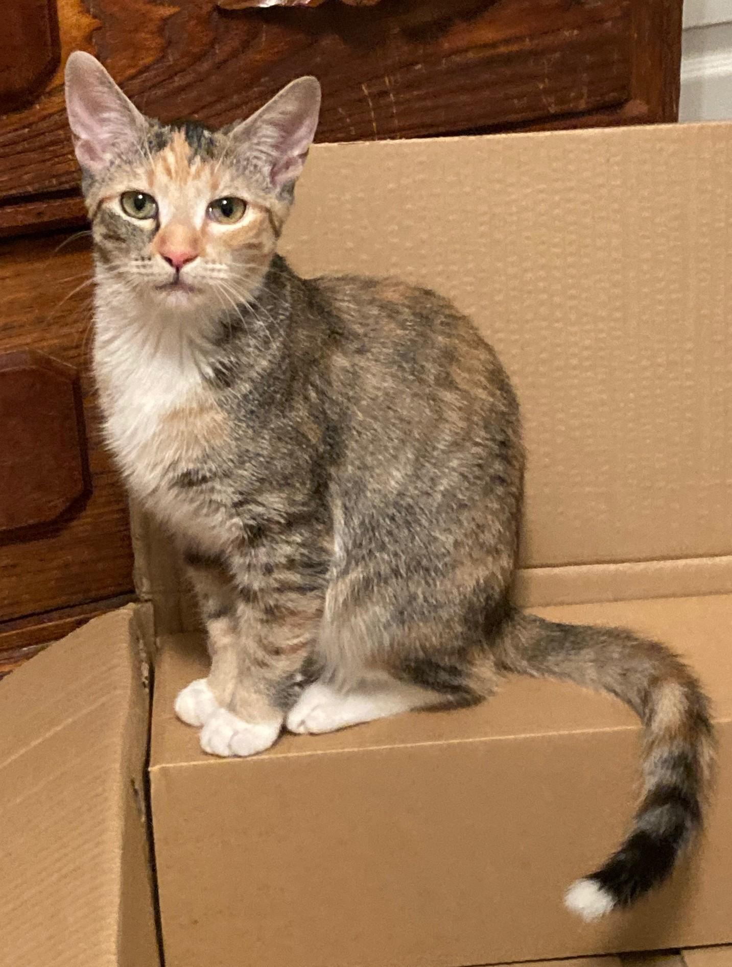 Enlarge FIREFLY, a Adoptable mixed breed in Watkinsville, GA image 1/3