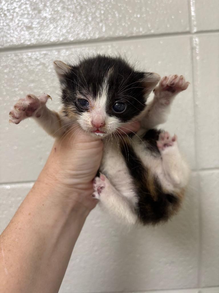 Enlarge C717-25, a Adoptable mixed breed in Tifton, GA image 1/1