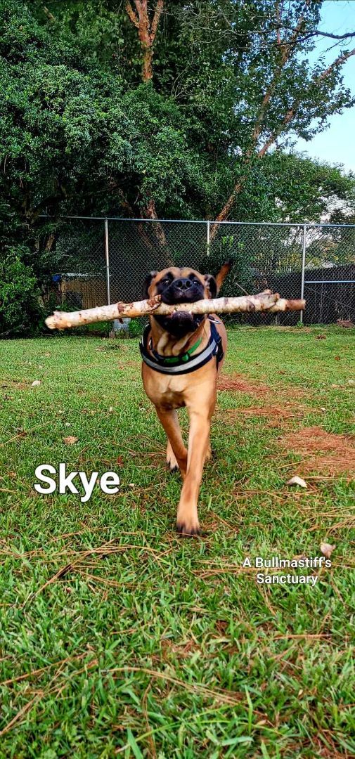 FL - Sky/NW Florida Panhandle, Adopted, Puppy Female Bullmastiff.