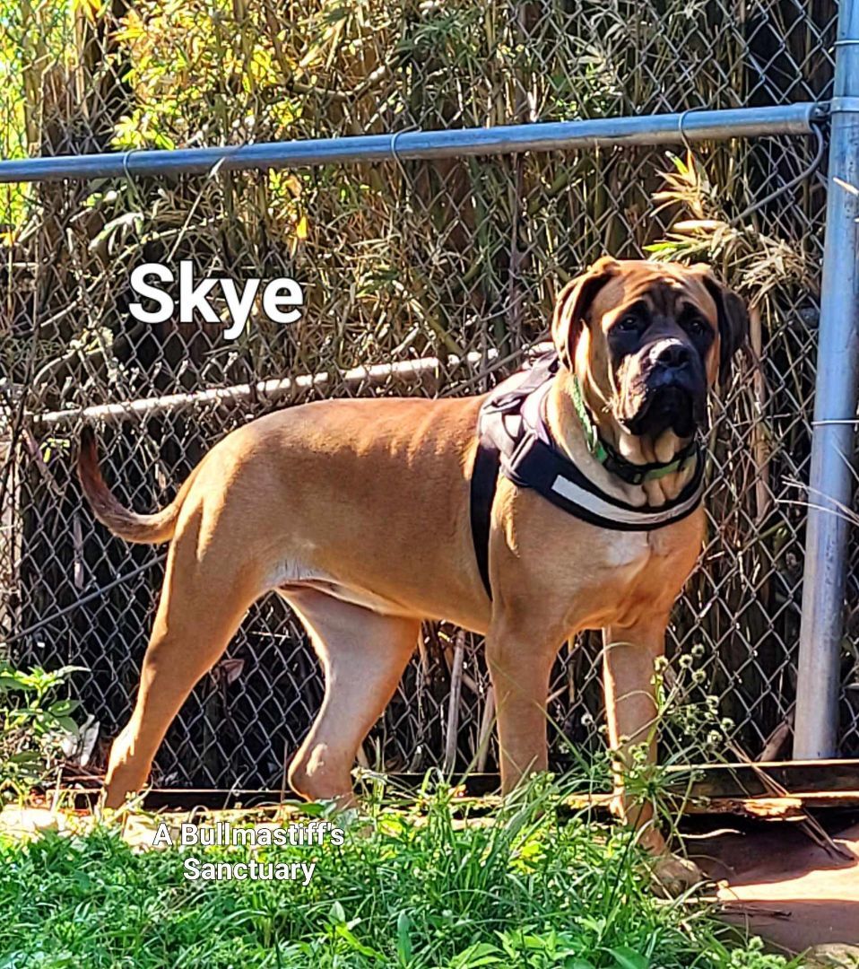 FL - Sky/NW Florida Panhandle, a Adopted Bullmastiff in Miami, FL image 2/6