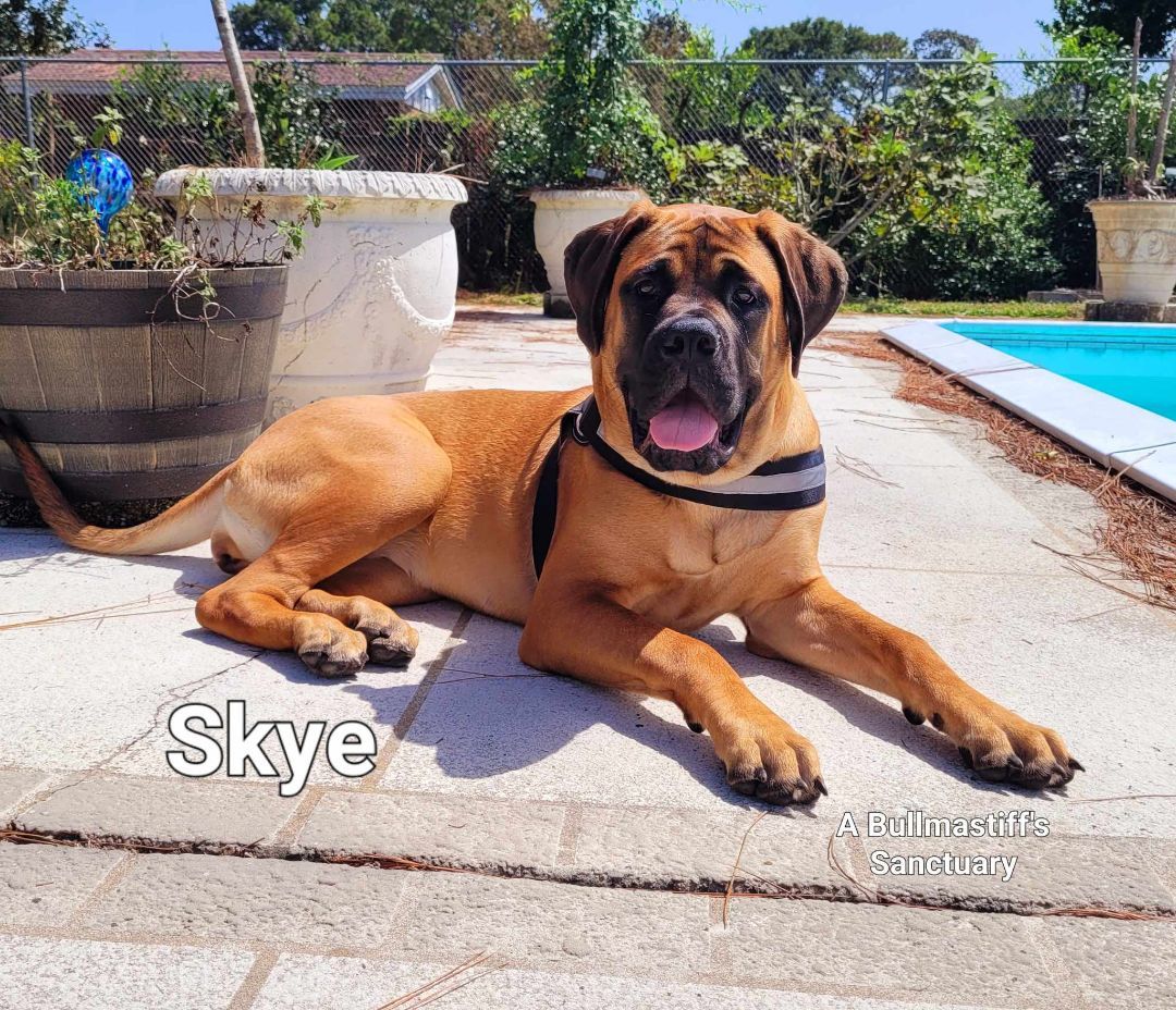 FL - Sky/NW Florida Panhandle, a Adopted Bullmastiff in Miami, FL image 3/6