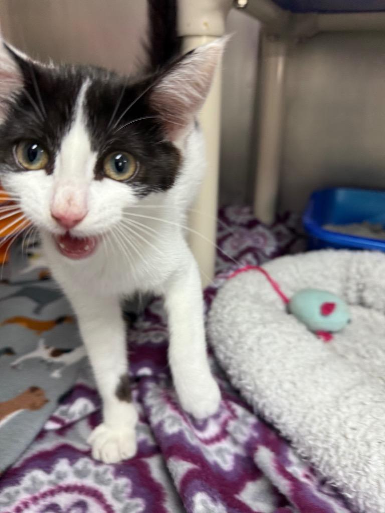 Sophie, Adoptable, Young Female Domestic Short Hair.