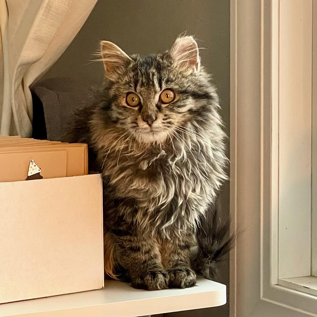 Patches, ADOPTABLE, Kitten Male Domestic Medium Hair & Tabby.