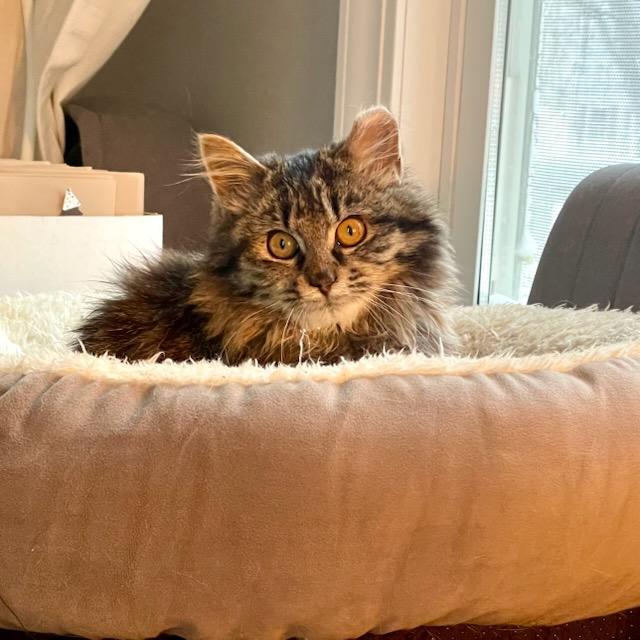 Enlarge Patches, an adopted mixed breed in Benson, MN image 2/4