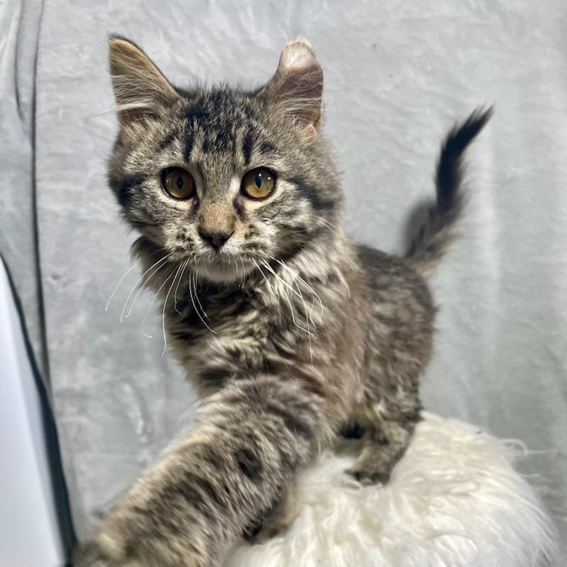 Enlarge Patches, an adopted mixed breed in Benson, MN image 4/4