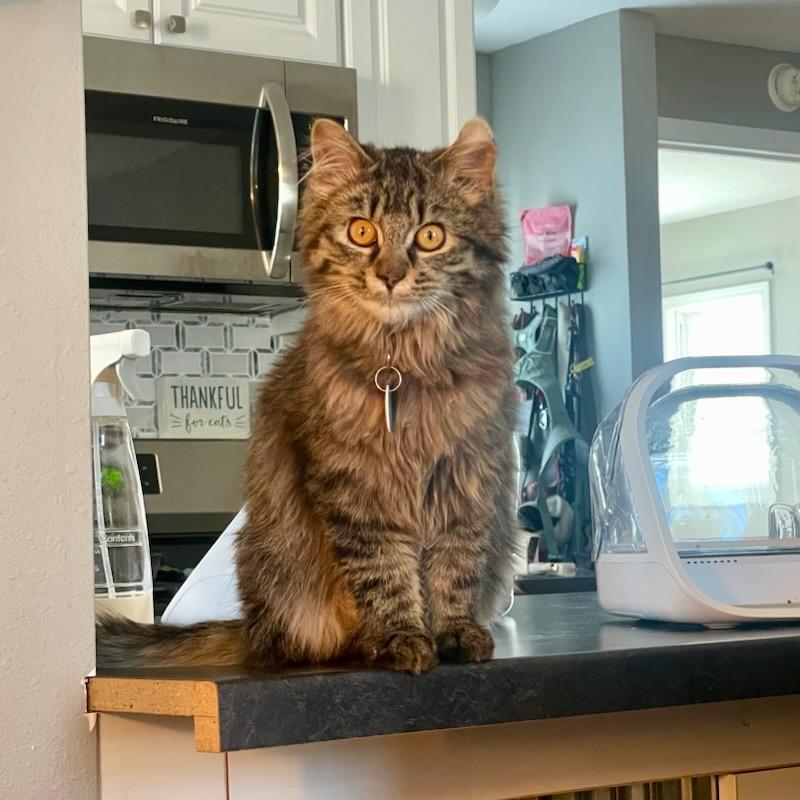 Enlarge Patches, an adopted mixed breed in Benson, MN image 3/4