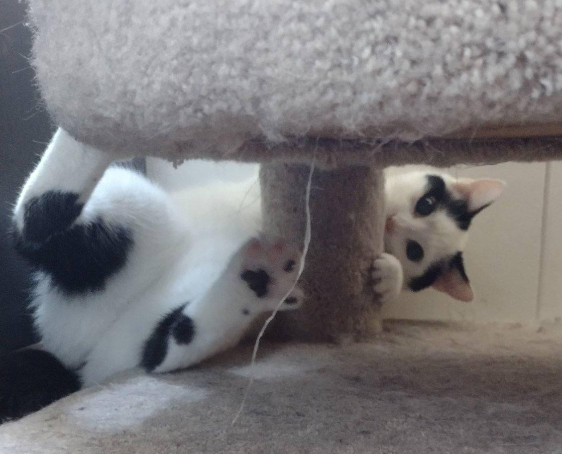 Enlarge Travis, a ADOPTABLE Domestic Short Hair in St. Charles, IL image 5/6