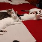 Enlarge Travis, a ADOPTABLE Domestic Short Hair in St. Charles, IL image 6/6