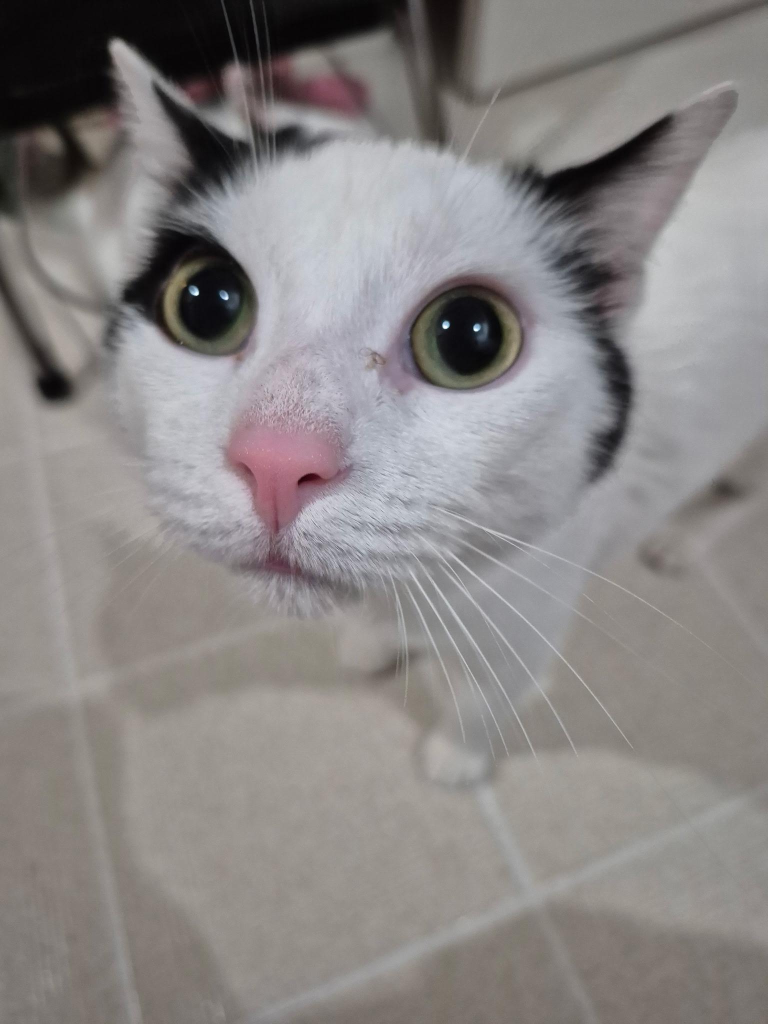 Travis, ADOPTABLE, Adult Male Domestic Short Hair.