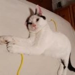 Enlarge Travis, a ADOPTABLE Domestic Short Hair in St. Charles, IL image 2/6