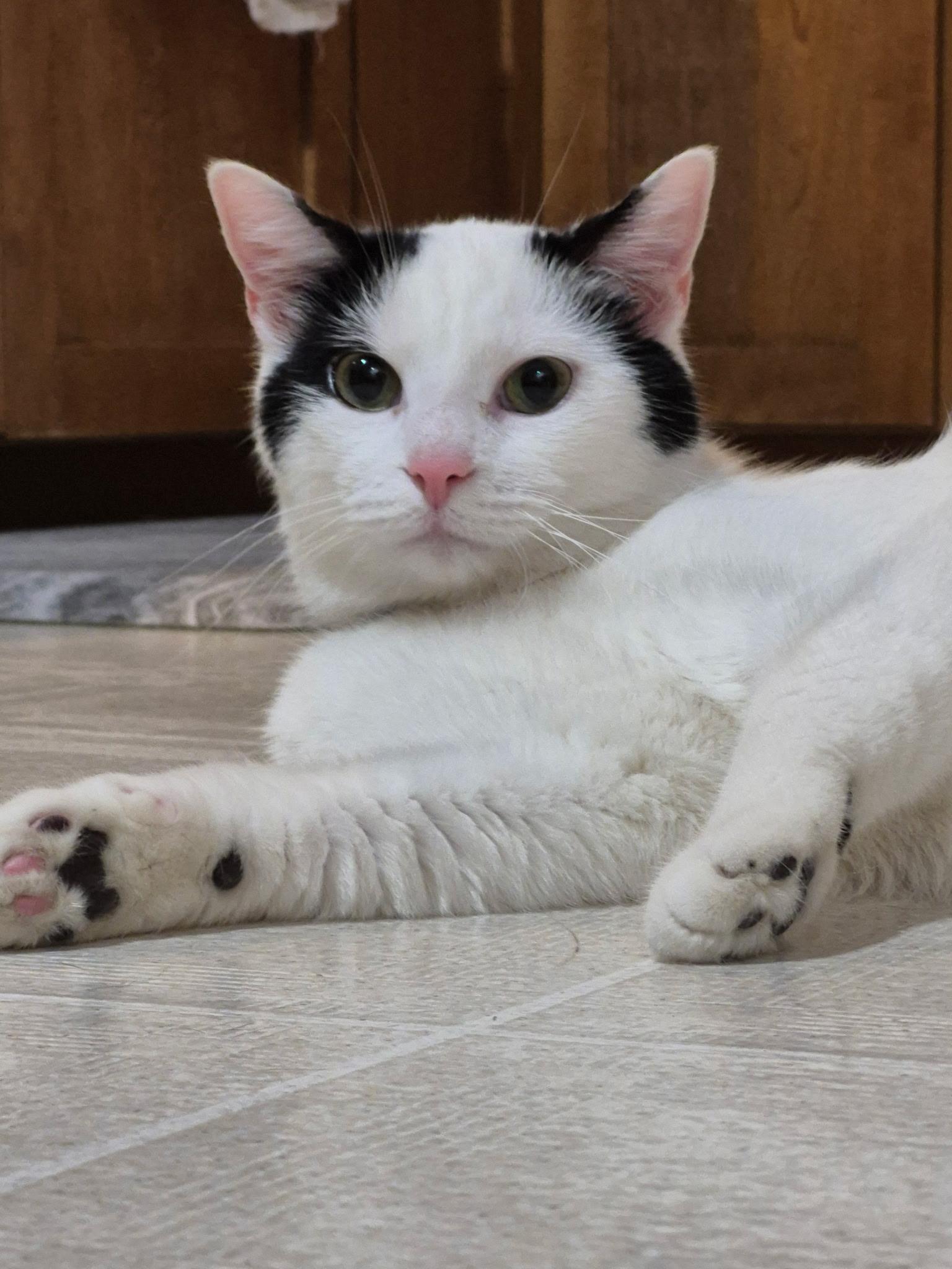 Enlarge Travis, a ADOPTABLE Domestic Short Hair in St. Charles, IL image 3/6