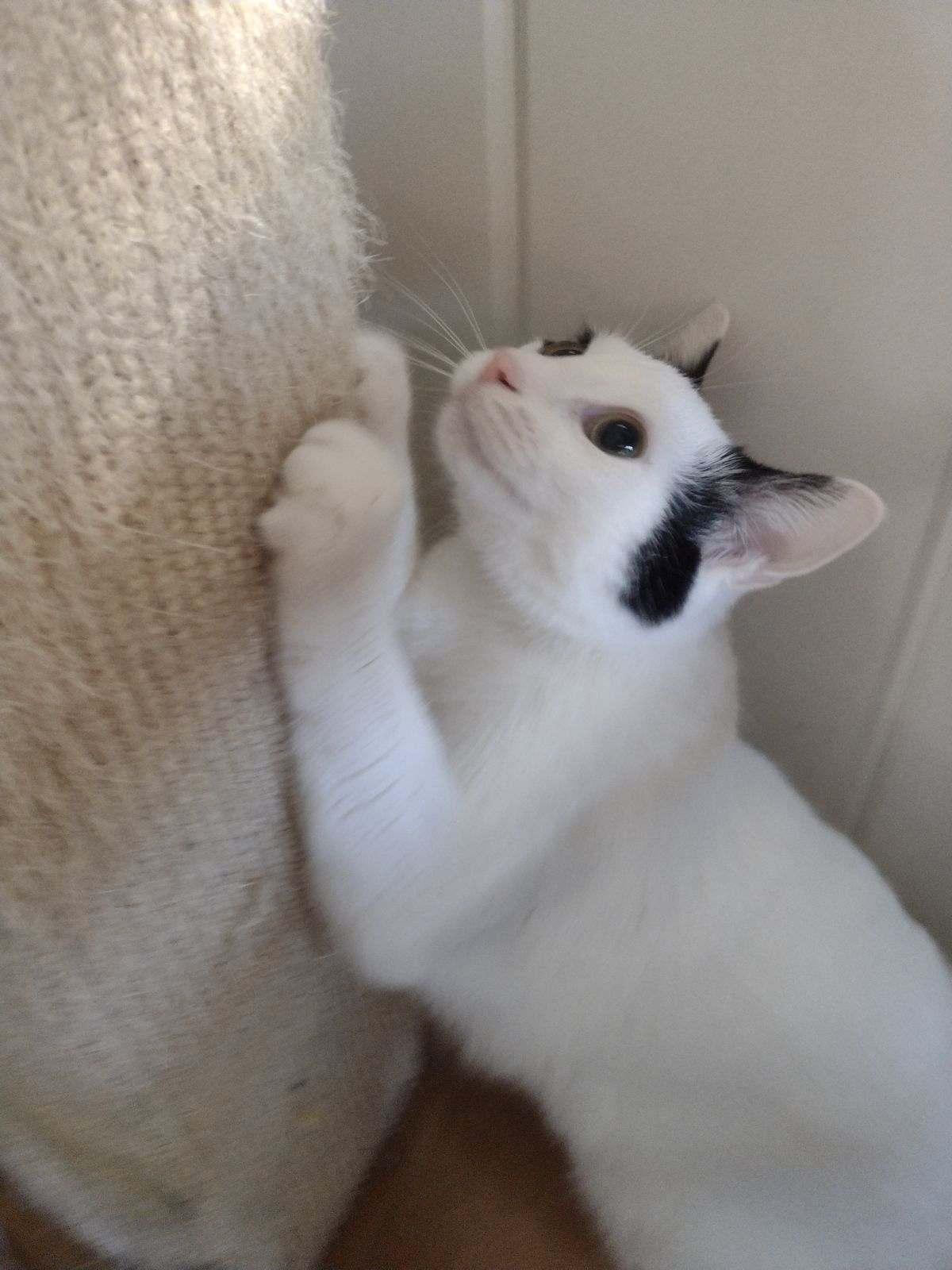 Enlarge Travis, a ADOPTABLE Domestic Short Hair in St. Charles, IL image 4/6