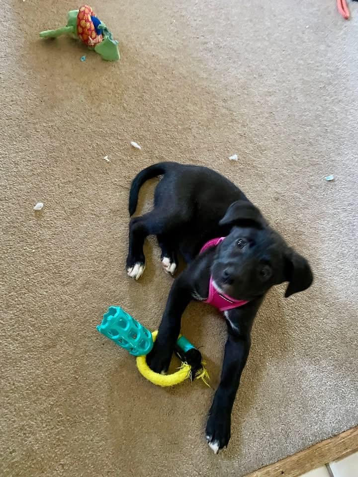 Enlarge Tara, an adopted mixed breed in Crystal Lake, IL image 3/4