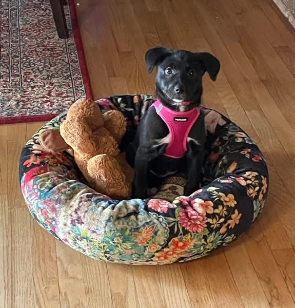 Tara, adopted, Puppy Female Black Labrador Retriever & Collie.
