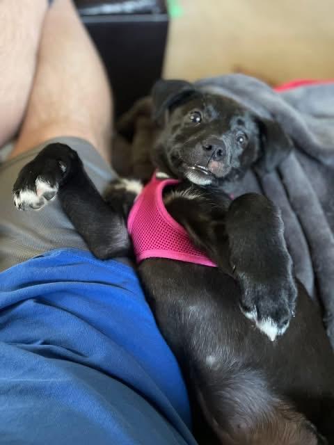 Enlarge Tara, an adopted mixed breed in Crystal Lake, IL image 4/4