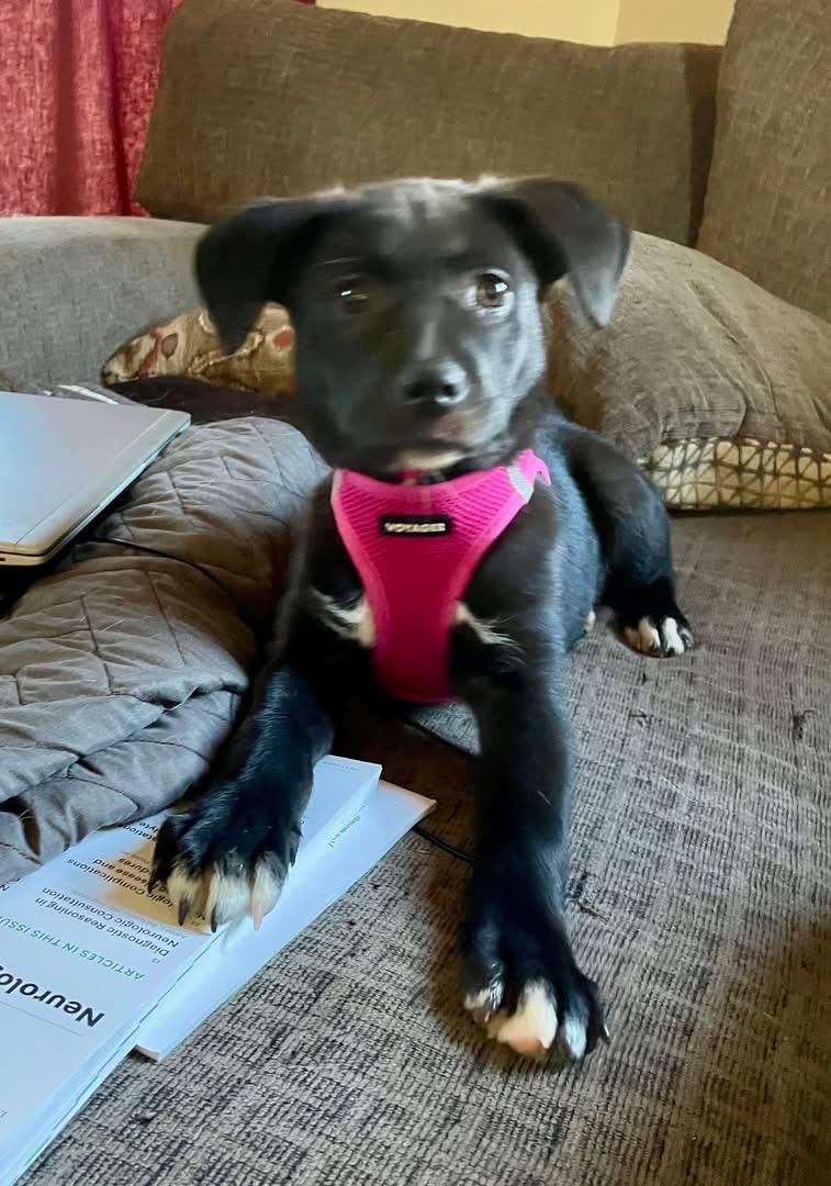 Enlarge Tara, an adopted mixed breed in Crystal Lake, IL image 2/4